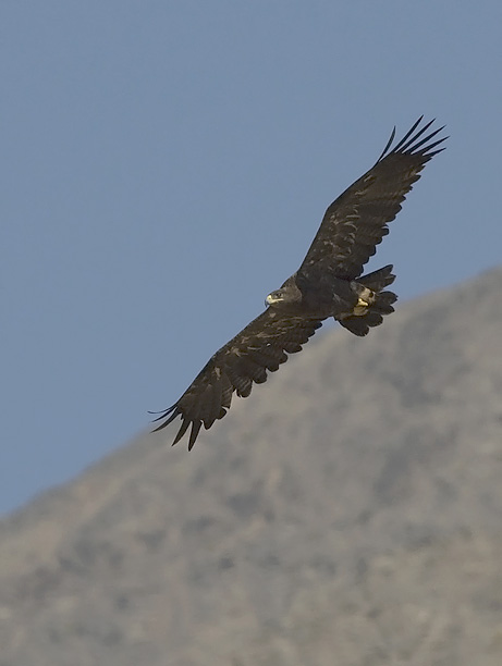 Arokotka, Steppe Eagle, Aquila nipalensis